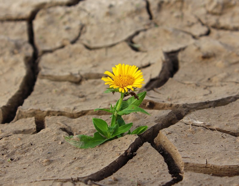 Triumph Over Adversity